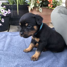 Petals - Black and mahogany female Rottweiler puppy in Crothersville, Indiana from The Solid Rock Kennel