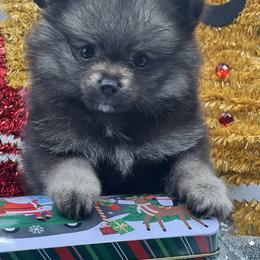 Nala - Black and tan female Pomeranian puppy in Brentwood, California from Royalpawpoms