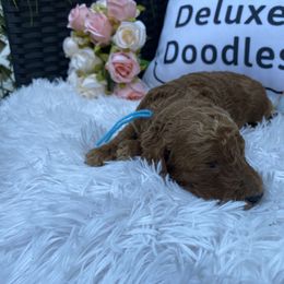Bernedoodle, Goldendoodle, and Poodle Puppies from Donnas Deluxe Doodles LLC