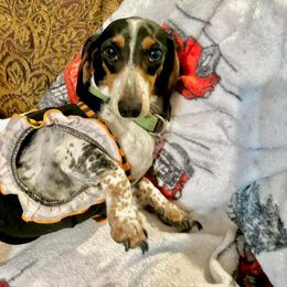 Clarissa - Dachshund