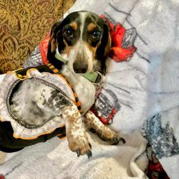Clarissa - Dachshund