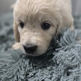 Girl 5 - Light golden female Golden Retriever puppy in Muncie, Indiana from Scarlett Creek Retrievers and Samoyeds