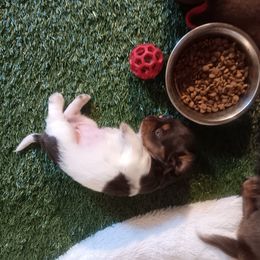 Dachshund Puppies from Lauren's Dachshunds