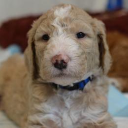 Primi - Cream male Goldendoodle puppy in Tyrone, Georgia from Whisper Wood Creek