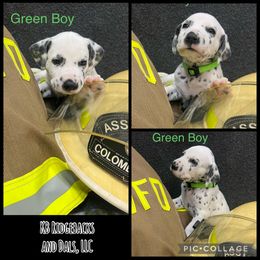 Green Boy - White and black male Dalmatian puppy in Colome, South Dakota from KB Ridgebacks and Dals, LLC