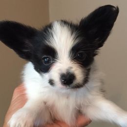 Australian Shepherds and Papillons from Otto’s Australian Shepherds and Papillons