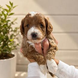 Girl 1 - Red  female Goldendoodle puppy in Sacramento, Utah from Little legacy doodles