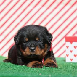 Girl 2 - female Rottweiler puppy in Tallahassee, Florida from Von Der Quinn Rottweilers