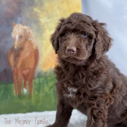 Aussiedoodle and Australian Shepherd Puppies from Dunroamin Farms Australian Shepherds and Aussiedoodles