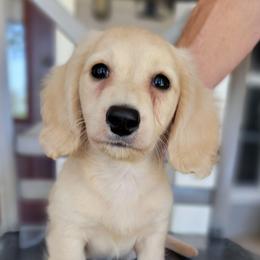 MISTY - Cream female Dachshund puppy in Paradise, Texas from C and J Minis