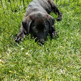 Labrador Retriever Puppies from Top Gun Retrieverz