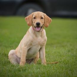 Labrador Retriever puppies from Black Mountain SD