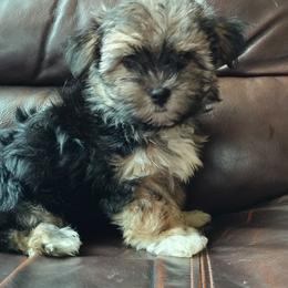 Mr. Bean - Black & tan tri-color male Morkie puppy in Pine Grove, Pennsylvania from Cathy Burns