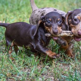 Dachshund Puppies from Orchard Dachshunds