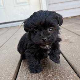 Little Bitty - Black female Havapoo puppy in Bowling Green, Kentucky from Denise Clark