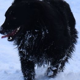 Huck - Australian Shepherd
