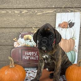 Boxer Puppies from The Holistic Boxer