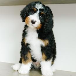 Caesar - male Australian Mountain Doodle puppy in Spanish Fork, Utah from K Brand Doodles