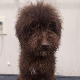 Hershey - Brown male Cockapoo puppy in Connersville, Indiana from MoonShine Babies