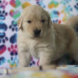 Golden Retriever Puppies from Golden Hour Golden Retrievers