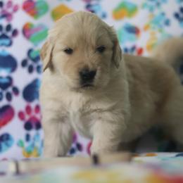 Golden Retriever Puppies from Golden Hour Golden Retrievers
