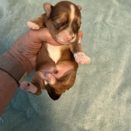 Kip - Red sable male Havanese puppy in Semmes, Alabama from Hayden's Havanese