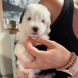 Izze - Gray and white female Old English Sheepdog puppy in Bristol, Indiana from Ridgeruns OES