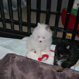 Girl 3 - Blue parti female Pomeranian puppy in Angleton, Texas from Pomeranian Palace, LLC
