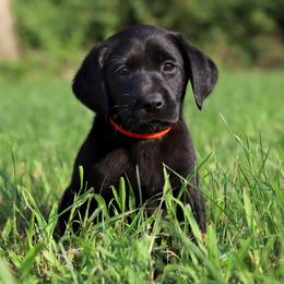 Orange Collar - Black male Labrador Retriever puppy in Sherrard, Illinois from Gochee Labs
