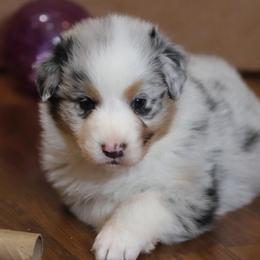 Sully - Blue merle male Australian Shepherd puppy in Bagley, Iowa from Diamond M Aussies