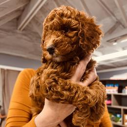 Goldendoodle Puppies from Labradoodleday