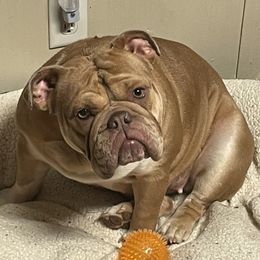 Harley  - Bulldog