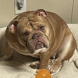 Harley  - Bulldog