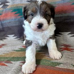 Mylee - Blue merle female Aussiedoodle puppy in Lebanon, Missouri from Kaitlen's Doodle Pups