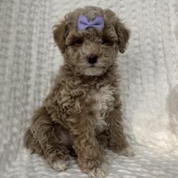Purple - Cream female Poodle puppy in Twin Lake, Michigan from Paige's Poodles