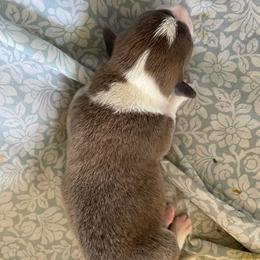 Bluie Sable - Blue male Pembroke Welsh Corgi puppy in Cameron, Texas from Moonstone Corgis & Frenchies