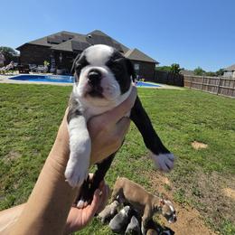 Girl 2 - Randi - Black brindle and white female Boston Terrier puppy in Sulphur Springs, Texas from B&B Bostons