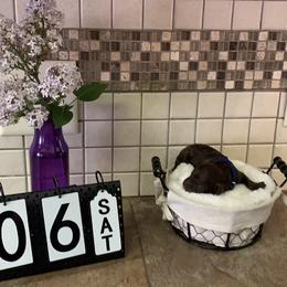 Goldendoodle Puppies from Sturgeon River Doodles