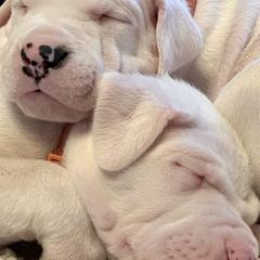 Dogo Argentinos from Designer Dogos