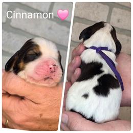 Cinnamon - Black white and tan female English Springer Spaniel puppy in Freeland, Michigan from McNally's Springer Spaniels