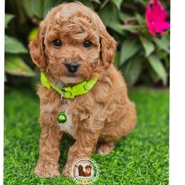 Spanky - Red  male Poodle puppy in Salem, Missouri from Meadowbrook Poodles