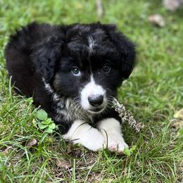 Ozzy-fluffy - Black and white male Cardigan Welsh Corgi puppy in Hope, Arkansas from Foxy Knoll Farm