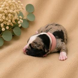 Petal - Blue merle female Toy Australian Shepherd puppy in Oroville, California from Diamond Arrow Aussies