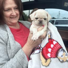 Pug Puppies from Pug Perfection Puppies