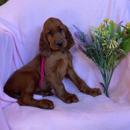 Irish Setter Puppies from Motley Acres Farm