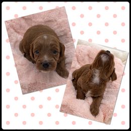 Ginger - Red  female Goldendoodle puppy in Kansas City, Kansas from Bella & Ivy’s Mini Goldendoodles of KC