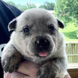Lute - Blue female Australian Cattle Dog puppy in Devalls Bluff, Arkansas from Coolhand's Australian Cattle Dogs