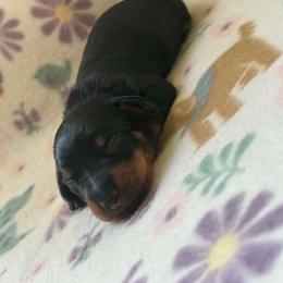 Boy 1 - Black and tan male Dachshund puppy in Stilwell, Oklahoma from Orchard Dachshunds
