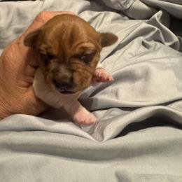 Mercury - Sable and white male Teddy Roosevelt Terrier puppy in Cumming, Georgia from Barnett’s Rambling Terriers