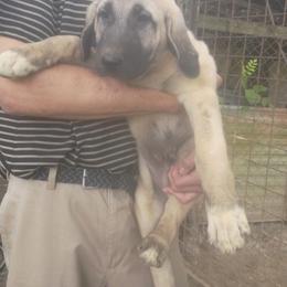 Boy 1 - Fawn male Kangal puppy in Indian Trail, North Carolina from Carolina Kangals